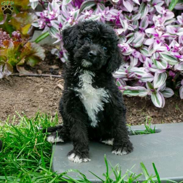 Honey, Bernedoodle Puppy